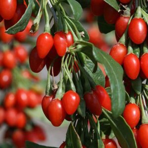 Goji berries plants