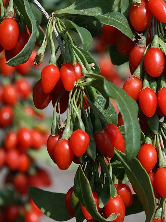 Goji berries plants