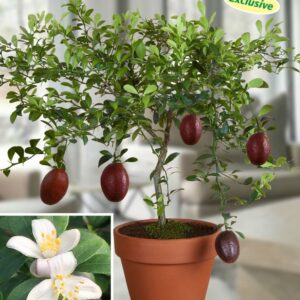 Australian Red Centre Lime Plants