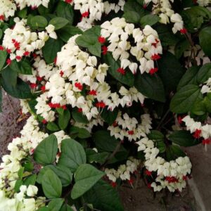 Clerodendrum White Bleeding Heart Plant