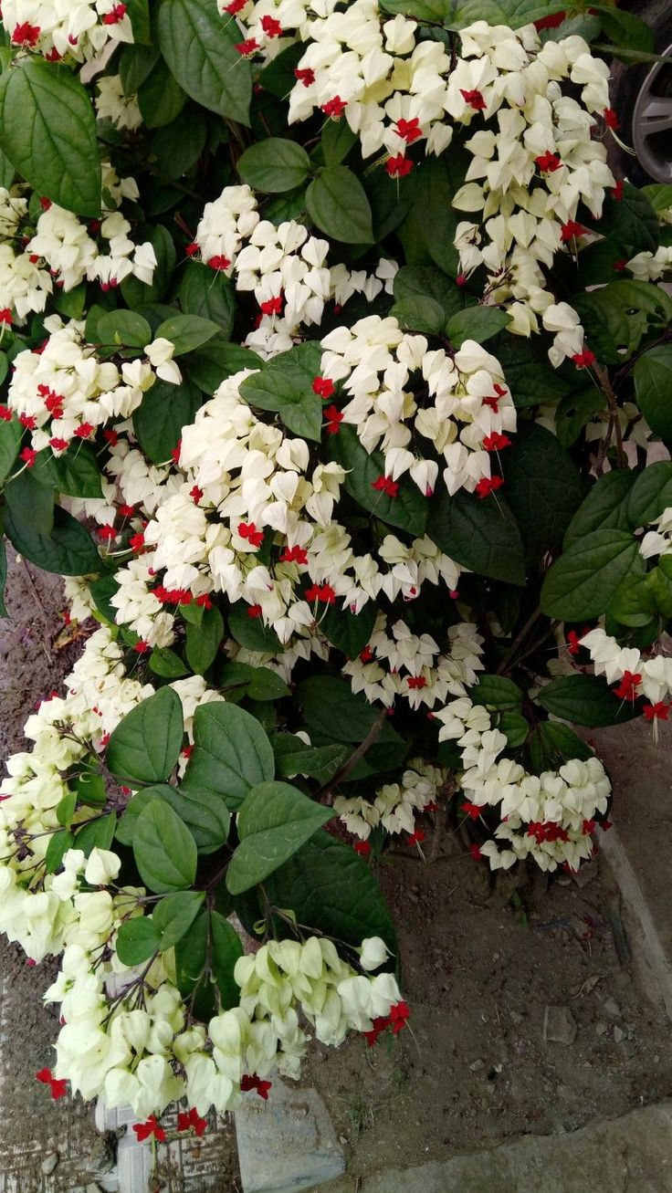 Clerodendrum White Bleeding Heart Plant