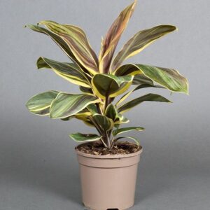 Dracaena Chocolate