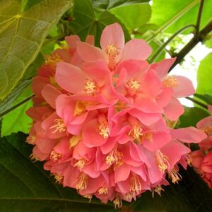 Dombeya Wallichii