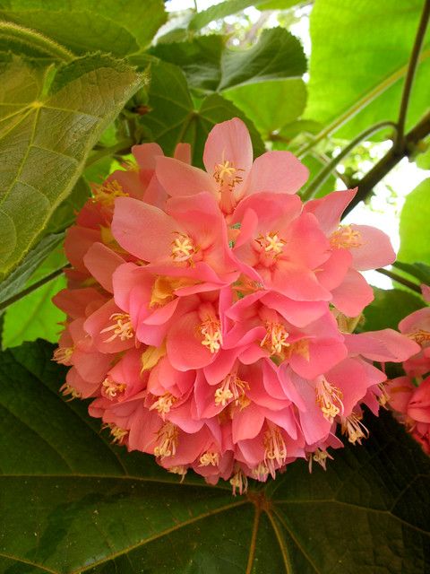 Dombeya Wallichii