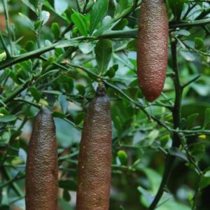 Australian Finger Lime