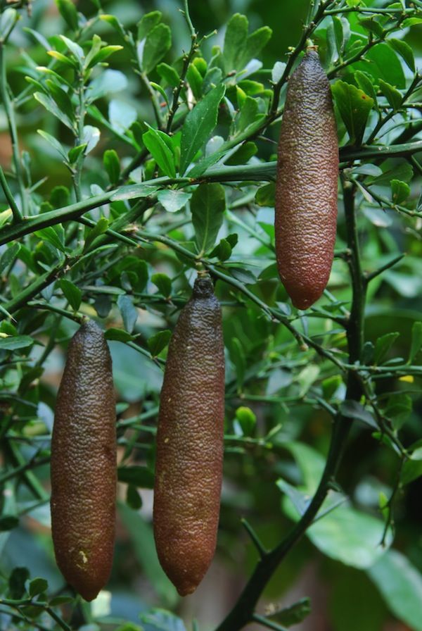 Australian Finger Lime