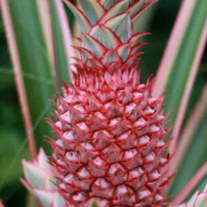 Thai pineapple Fruit Plants
