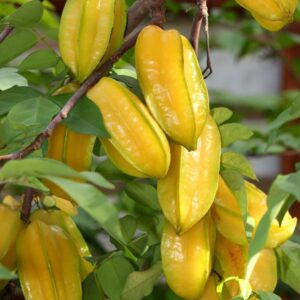 Star Fruit Plants