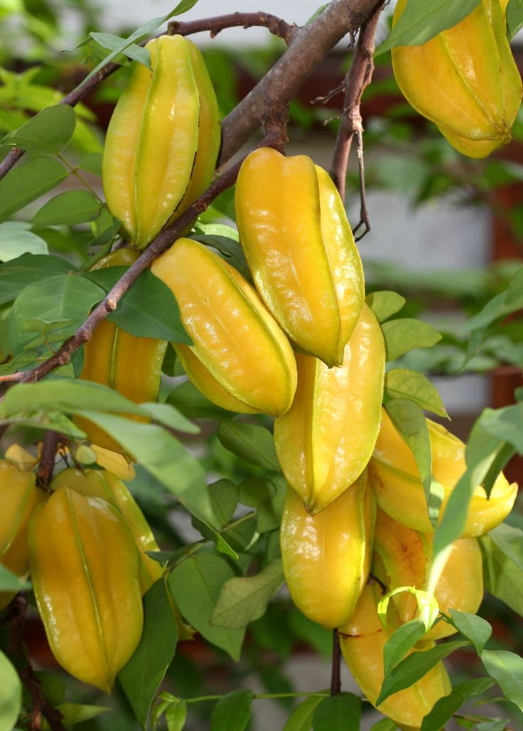 Star Fruit Plants