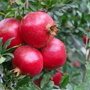 Pomegranate