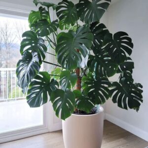 Monstera Deliciosa