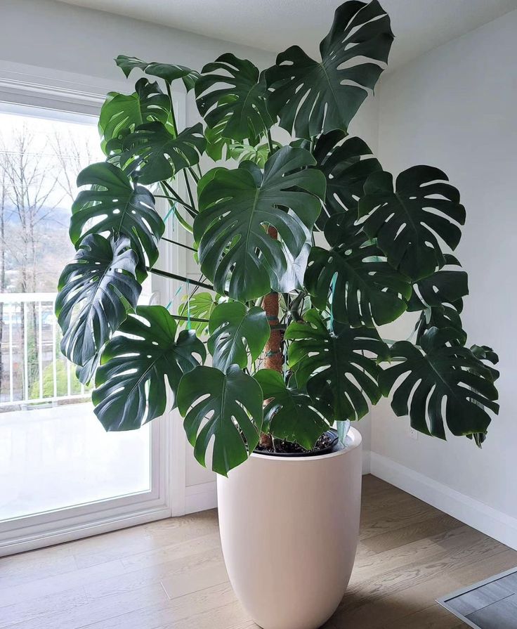 Monstera Deliciosa