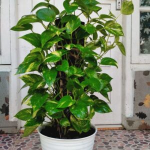 Varigated Chinese Money Plant