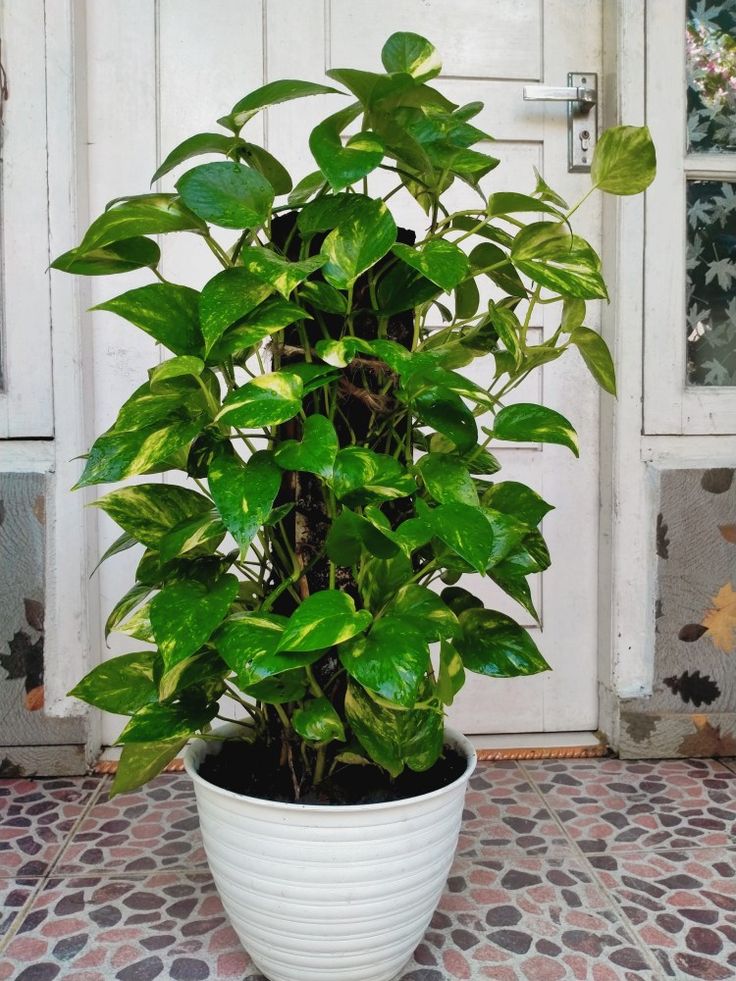 Varigated Chinese Money Plant