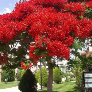 Royal poinciana Plant