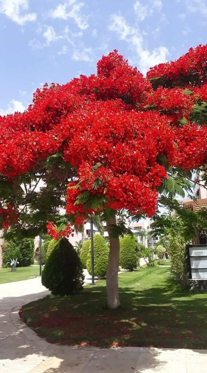 Royal poinciana Plant
