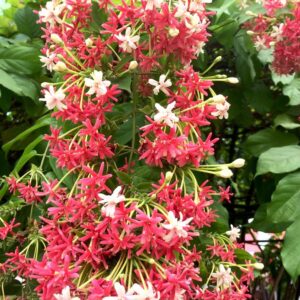 Double Rangoon Creeper