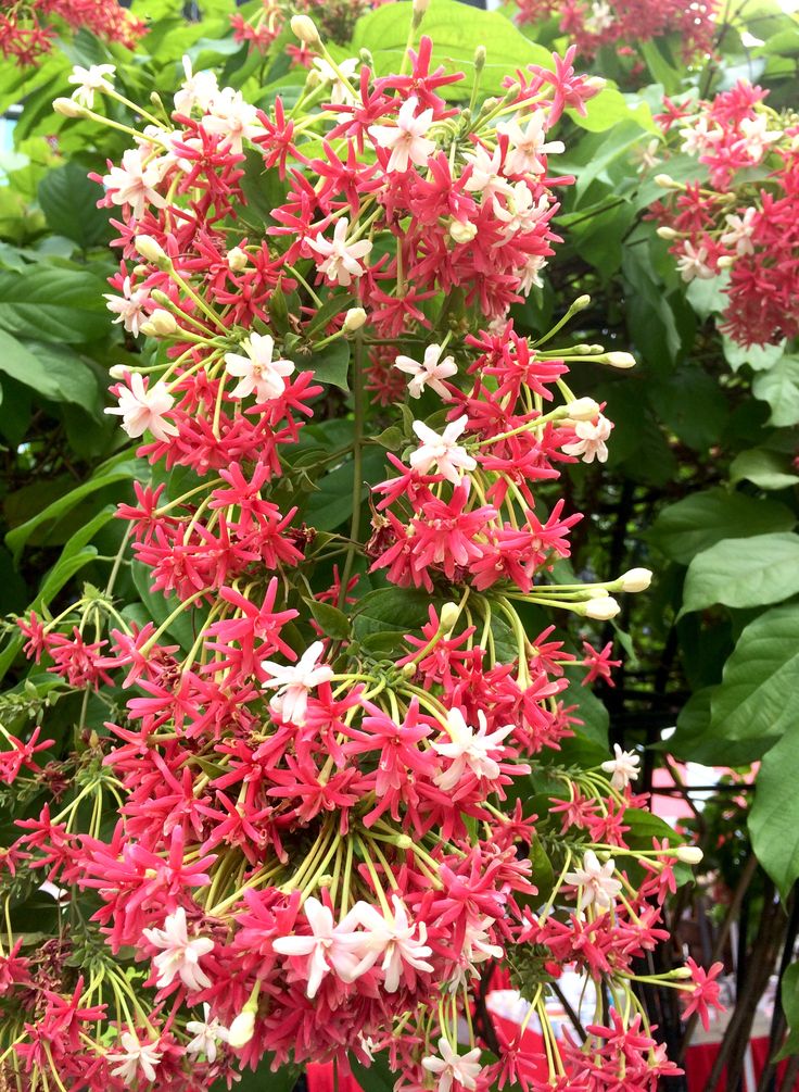 Double Rangoon Creeper