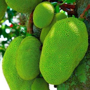 Jackfruit plants