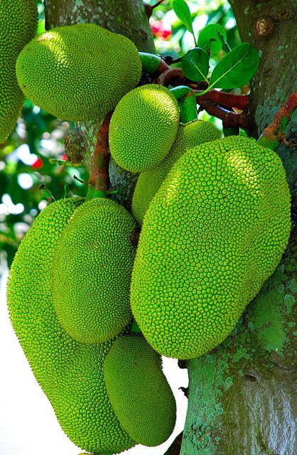 Jackfruit plants