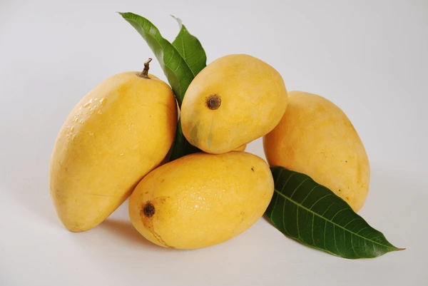 White Chaunsa Mango Plants