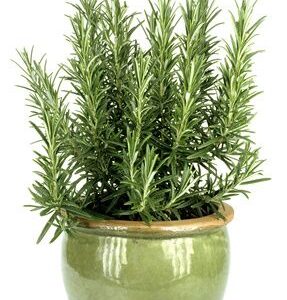 Rosemary Plants