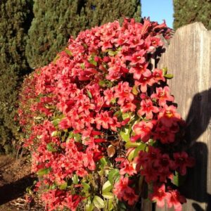 Bignonia Capreolata Flowering Vine