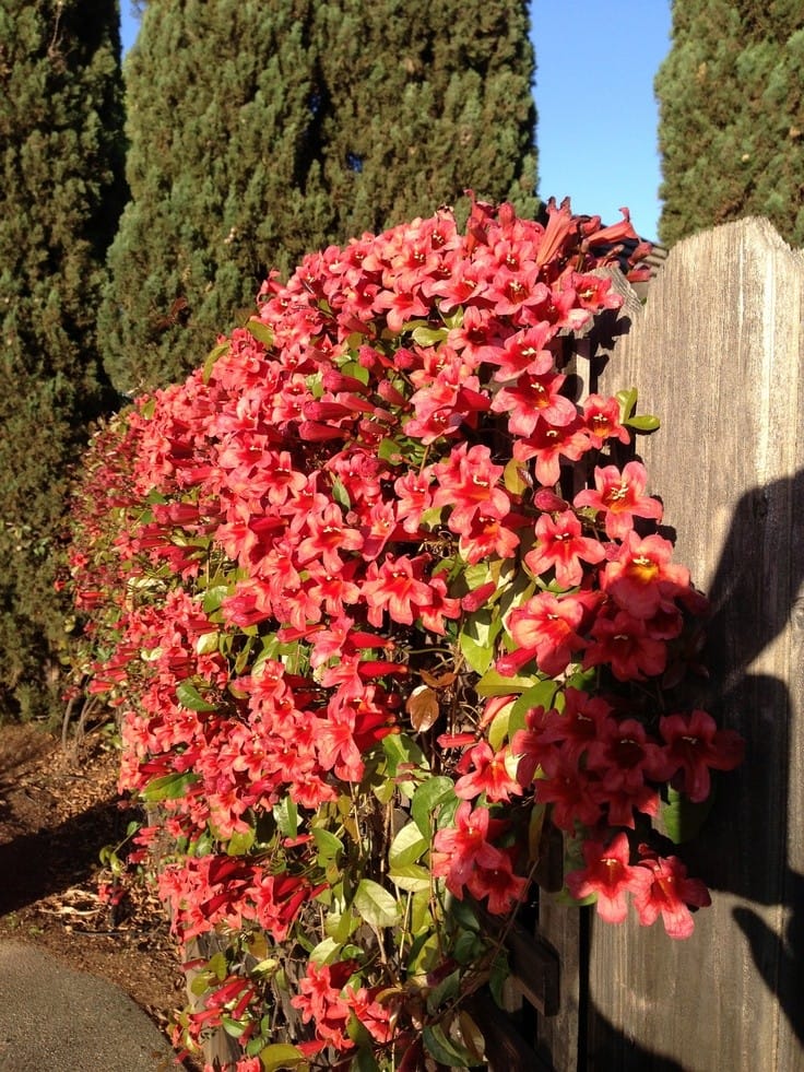 Bignonia Capreolata Flowering Vine