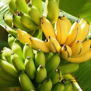 Banana Fruits Plants