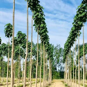 Paulownia wood tree (Royal empress)