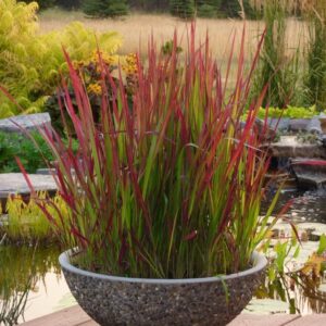 Japanese Blood Grass