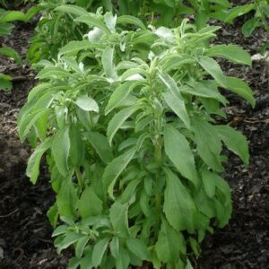 Stevia Plants (candayleaf)