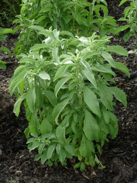 Stevia Plants (candayleaf)