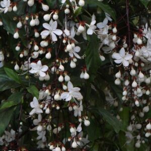 Clerodendrum Laevifolium plants