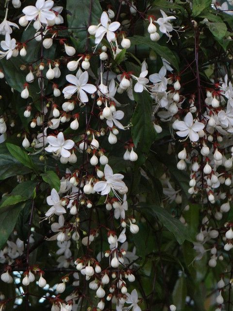 Clerodendrum Laevifolium plants