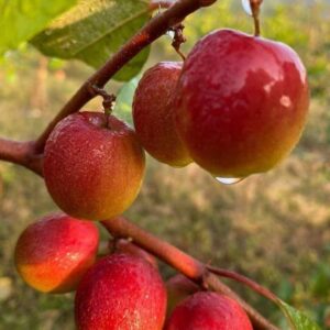 Apple Ber Plants (sidr tree fruit)