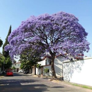 Jacaranda Flowering Tree