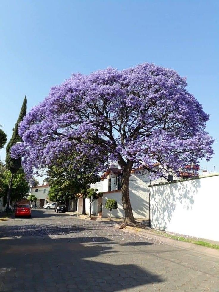Jacaranda Flowering Tree