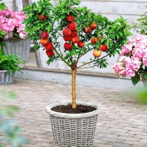 Dwarf Peach Tree