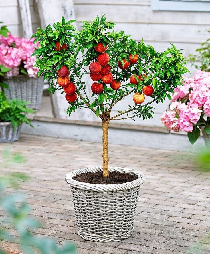 Dwarf Peach Tree