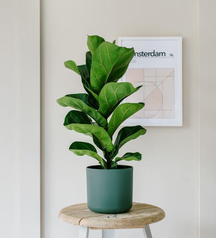 Fiddle Leaf Fig