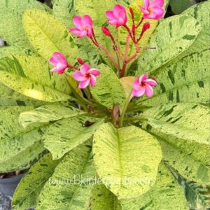 variegated Plumeria Plant
