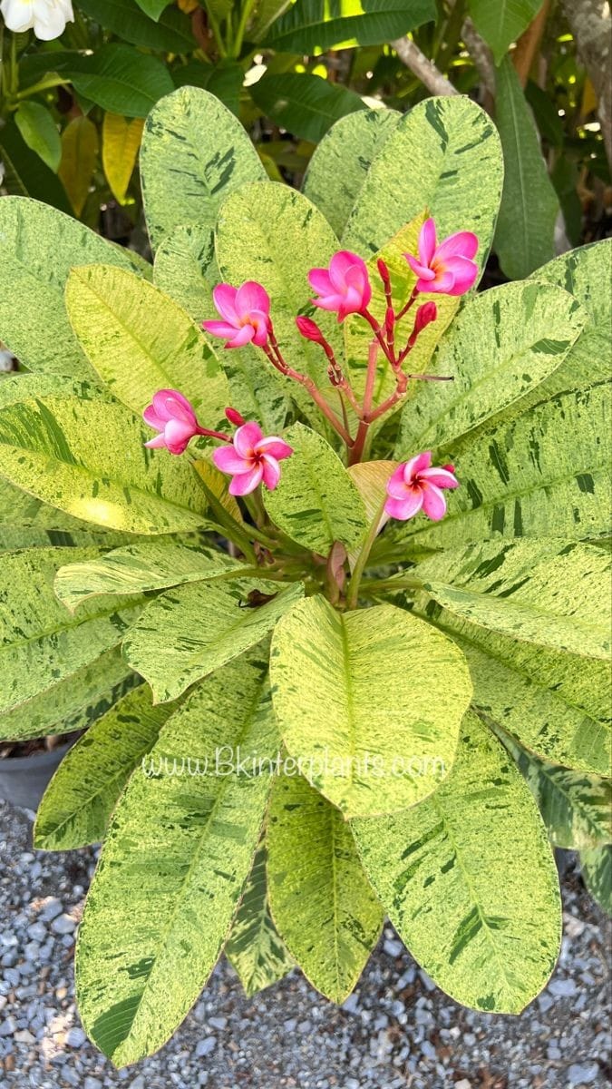 variegated Plumeria Plant