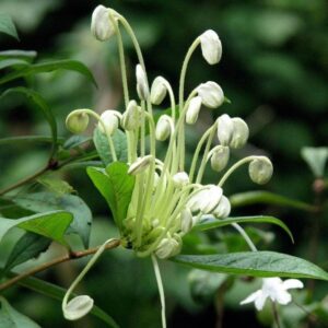 Clerodendrum incisum / Musical Notes Plant