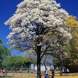 Tabebuia rosea White Plant