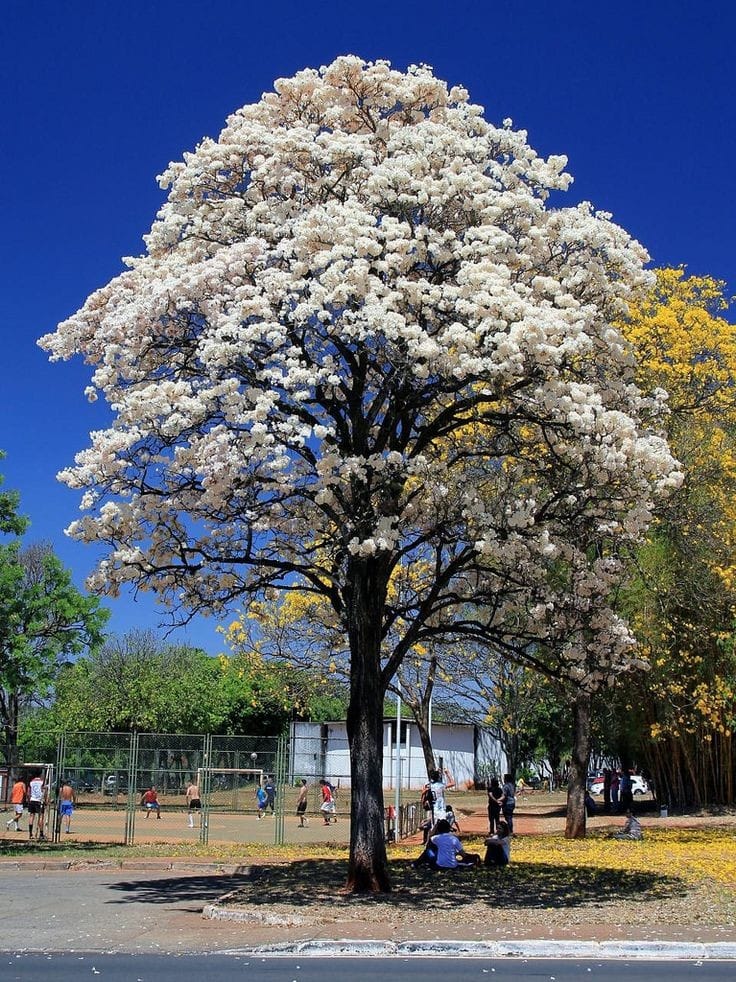 Tabebuia rosea White Plant