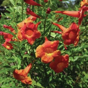 Tecoma Orange Dwarf Plants