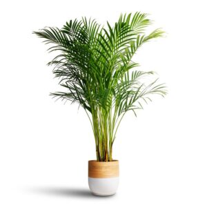 Areca Palm