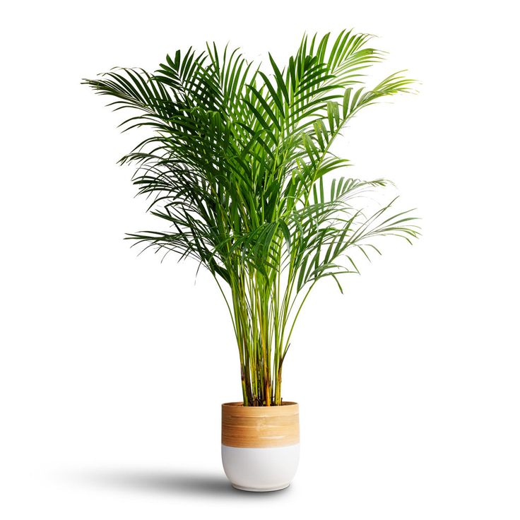 Areca Palm