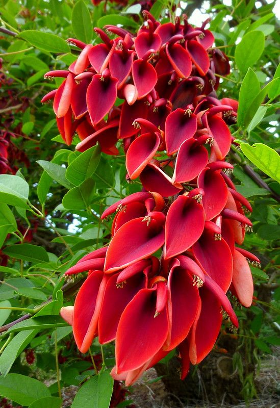 Crista-Galli Tree / Cassia Cristata